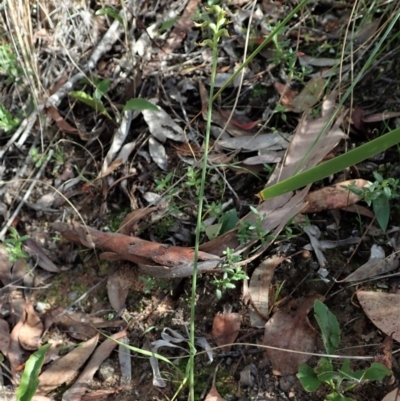 Corunastylis cornuta (Horned Midge Orchid) at Aranda Bushland - 11 Apr 2021 by CathB