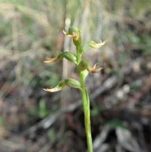 Corunastylis cornuta at Aranda, ACT - 11 Apr 2021