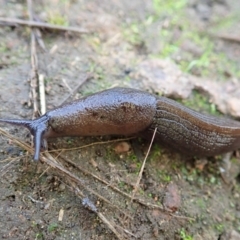 Milax gagates (Black-keeled Slug) at Mount Painter - 8 Apr 2021 by CathB