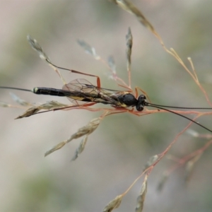 Ichneumonidae (family) at Cook, ACT - 9 Apr 2021 06:59 AM