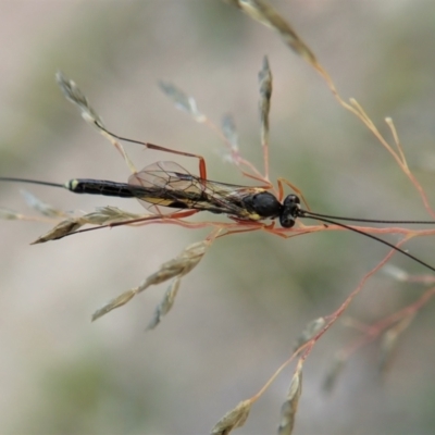 Ichneumonidae (family) (Unidentified ichneumon wasp) at Cook, ACT - 8 Apr 2021 by CathB
