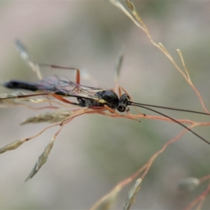 Ichneumonidae (family) at Cook, ACT - 9 Apr 2021 06:59 AM