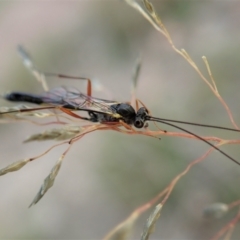 Ichneumonidae (family) at Cook, ACT - 9 Apr 2021