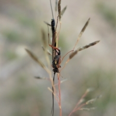 Ichneumonidae (family) at Cook, ACT - 9 Apr 2021 06:59 AM