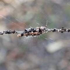 Cyclosa trilobata (Three-lobed spider) at Aranda Bushland - 11 Apr 2021 by CathB