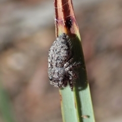 Servaea villosa (Shaggy-velvet Servaea) at Aranda, ACT - 11 Apr 2021 by CathB