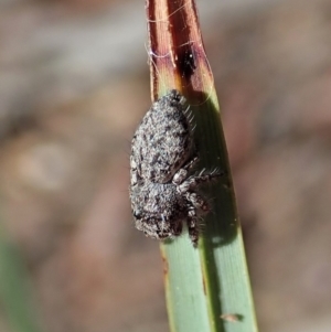 Servaea villosa at Aranda, ACT - 11 Apr 2021