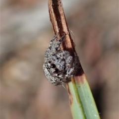 Servaea villosa at Aranda, ACT - 11 Apr 2021 10:59 AM