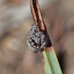 Servaea villosa at Aranda, ACT - 11 Apr 2021