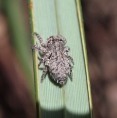 Servaea villosa at Aranda, ACT - 11 Apr 2021 10:59 AM