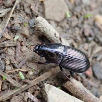 Harpalini sp. (tribe) (Harpaline carab beetle) at Aranda Bushland - 24 Mar 2021 by CathB