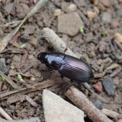 Harpalini sp. (tribe) at Holt, ACT - 24 Mar 2021