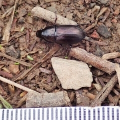 Harpalini sp. (tribe) at Holt, ACT - 24 Mar 2021 05:40 PM