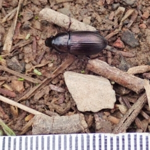 Harpalini sp. (tribe) at Holt, ACT - 24 Mar 2021