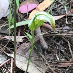 Diplodium ampliatum (Large Autumn Greenhood) at Cook, ACT - 31 Mar 2021 by CathB