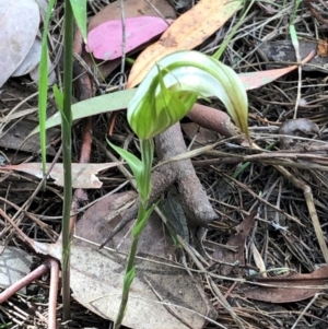 Diplodium ampliatum at Cook, ACT - 31 Mar 2021