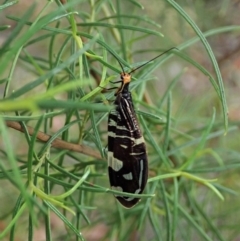 Porismus strigatus (Pied Lacewing) at Aranda Bushland - 24 Mar 2021 by CathB