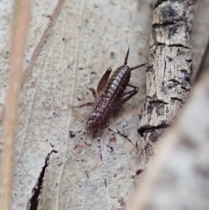 Grylloidea (superfamily) at Aranda, ACT - 16 Mar 2021