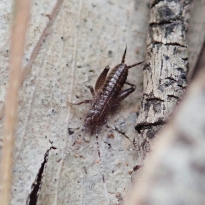 Grylloidea (superfamily) (Unidentified cricket) at Aranda Bushland - 16 Mar 2021 by CathB