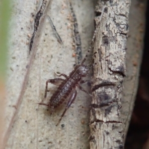 Grylloidea (superfamily) at Aranda, ACT - 16 Mar 2021