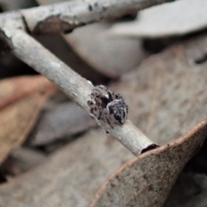 Maratus calcitrans at Aranda, ACT - suppressed