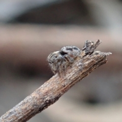 Maratus calcitrans at Aranda, ACT - suppressed