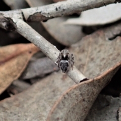 Maratus calcitrans at Aranda, ACT - 16 Mar 2021