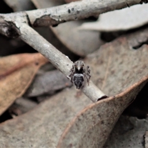 Maratus calcitrans at Aranda, ACT - suppressed