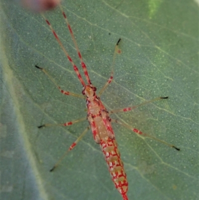 Rayieria basifer (Braconid-mimic plant bug) at Cook, ACT - 21 Feb 2021 by CathB