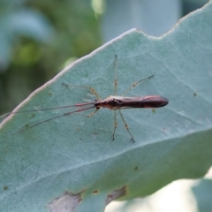 Rayieria sp. (genus) (Mirid plant bug) at Cook, ACT - 23 Feb 2021 by CathB