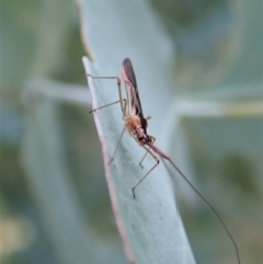 Rayieria sp. (genus) at Cook, ACT - 24 Feb 2021