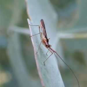 Rayieria sp. (genus) at Cook, ACT - suppressed