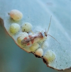 Miridae (family) (Unidentified plant bug) at Cook, ACT - 22 Feb 2021 by CathB