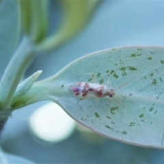 Miridae (family) at Cook, ACT - 22 Feb 2021