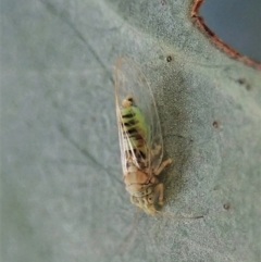 Glycaspis sp. (genus) (Unidentified sugary lerp) at Cook, ACT - 20 Feb 2021 by CathB