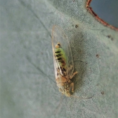 Glycaspis sp. (genus) (Unidentified sugary lerp) at Cook, ACT - 20 Feb 2021 by CathB