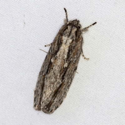 Agriophara platyscia (A Flat-bodied moth (Depressidae) at Melba, ACT - 28 Mar 2021 by Bron