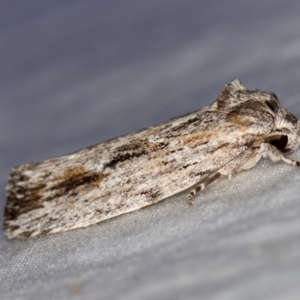 Agriophara platyscia at Melba, ACT - 28 Mar 2021 10:18 AM