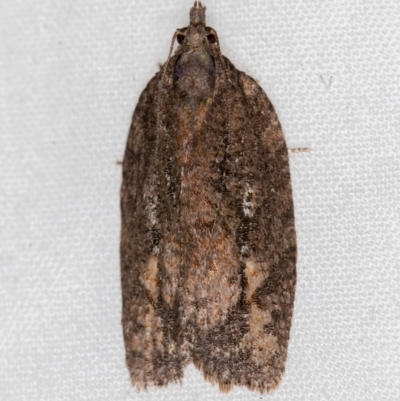 Thrincophora inconcisana (A Tortricid moth) at Melba, ACT - 28 Mar 2021 by Bron