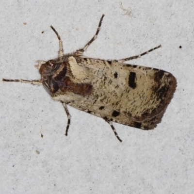 Agrotis porphyricollis (Variable Cutworm) at Melba, ACT - 28 Mar 2021 by Bron