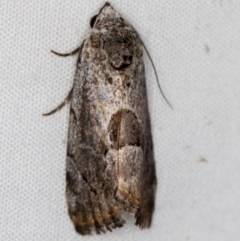 Armactica conchidia (Conchidia Moth) at Melba, ACT - 28 Mar 2021 by Bron