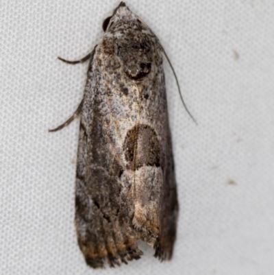 Armactica conchidia (Conchidia Moth) at Melba, ACT - 29 Mar 2021 by Bron