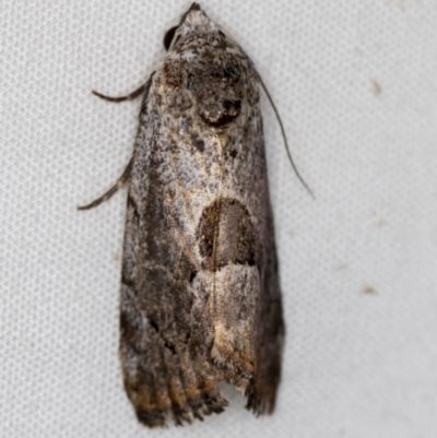 Armactica conchidia (Conchidia Moth) at Melba, ACT - 28 Mar 2021 by Bron