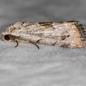 Armactica conchidia at Melba, ACT - 29 Mar 2021 09:43 AM