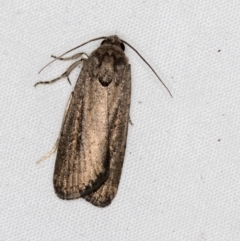 Athetis tenuis (Plain Tenuis Moth) at Melba, ACT - 28 Mar 2021 by Bron