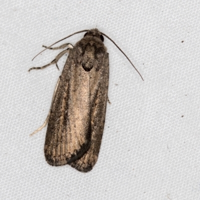 Athetis tenuis (Plain Tenuis Moth) at Melba, ACT - 29 Mar 2021 by Bron