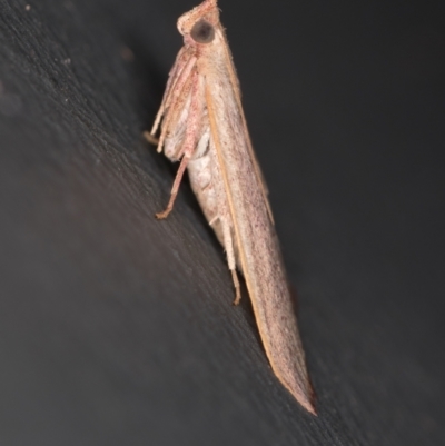 Ocrasa albidalis (A Pyralid moth) at Melba, ACT - 29 Mar 2021 by Bron