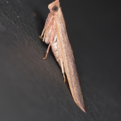 Ocrasa albidalis (A Pyralid moth) at Melba, ACT - 28 Mar 2021 by Bron