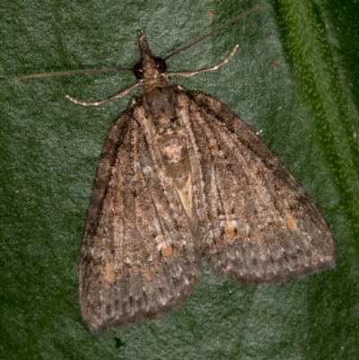 Microdes squamulata (Dark-grey Carpet) at Melba, ACT - 29 Mar 2021 by Bron