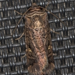 Proteuxoa (genus) (A Noctuid moth) at Melba, ACT - 28 Mar 2021 by Bron